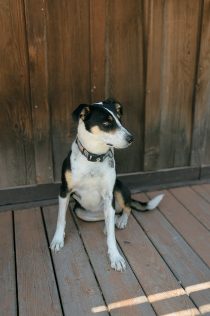 #2 Raffle $2,500 Shop Credit Raffle - Help Save Marley