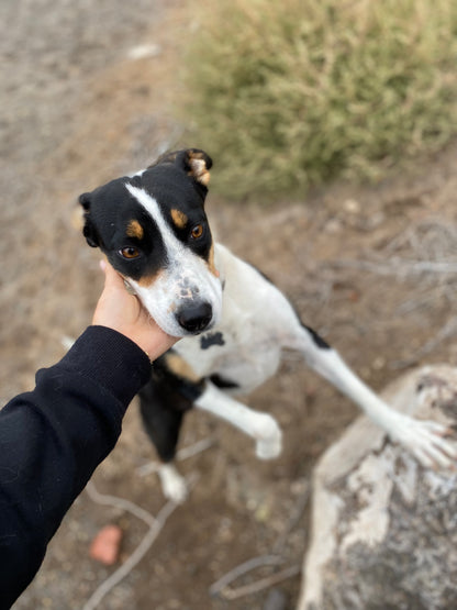 #2 Raffle $2,500 Shop Credit Raffle - Help Save Marley